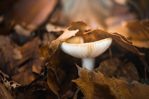Mushrooms: Amanita Rubescens