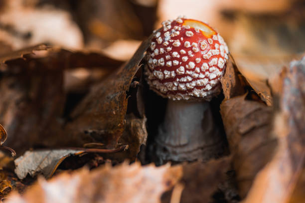 Mushrooms: Amanita Muscaria