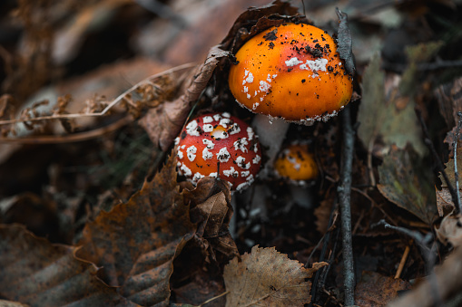 Wild mushroom growing in the lush rainforest on Vancouver Island.