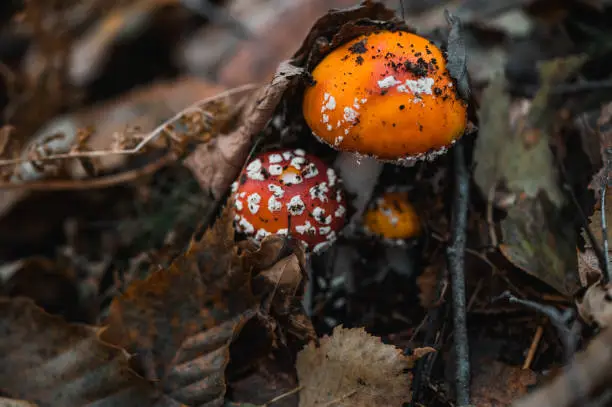 Photo of Mushrooms: Amanita Muscaria