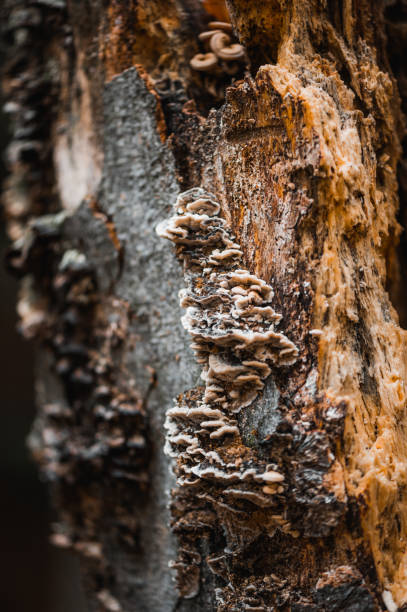 Mushrooms: Schizophyllum Commune - Scizophyllaceae