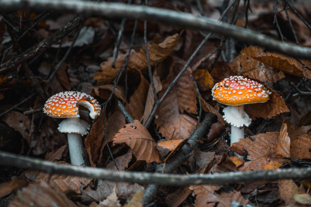 Mushrooms: Amanita Muscaria