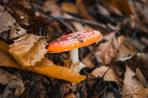 Mushrooms: Amanita Muscaria