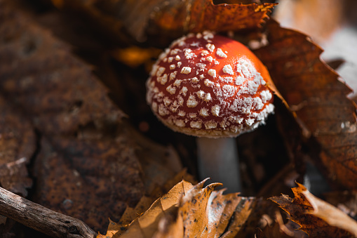 Mushrooms: Amanita Muscaria