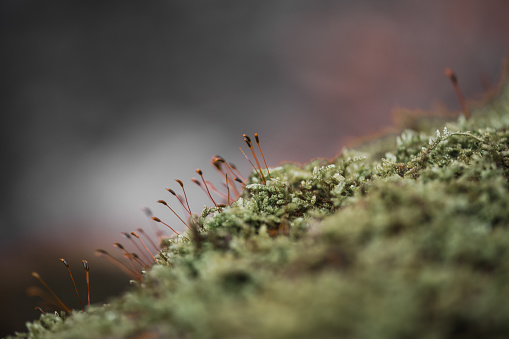 Moss flowers - Bryophyta