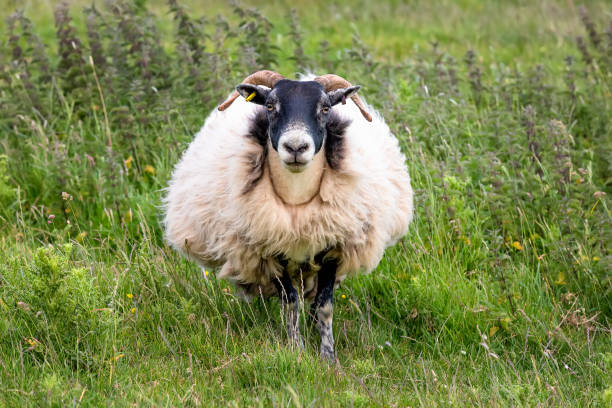 istock British domestic sheep walks in a summer flowering meadow. UK 1296132025