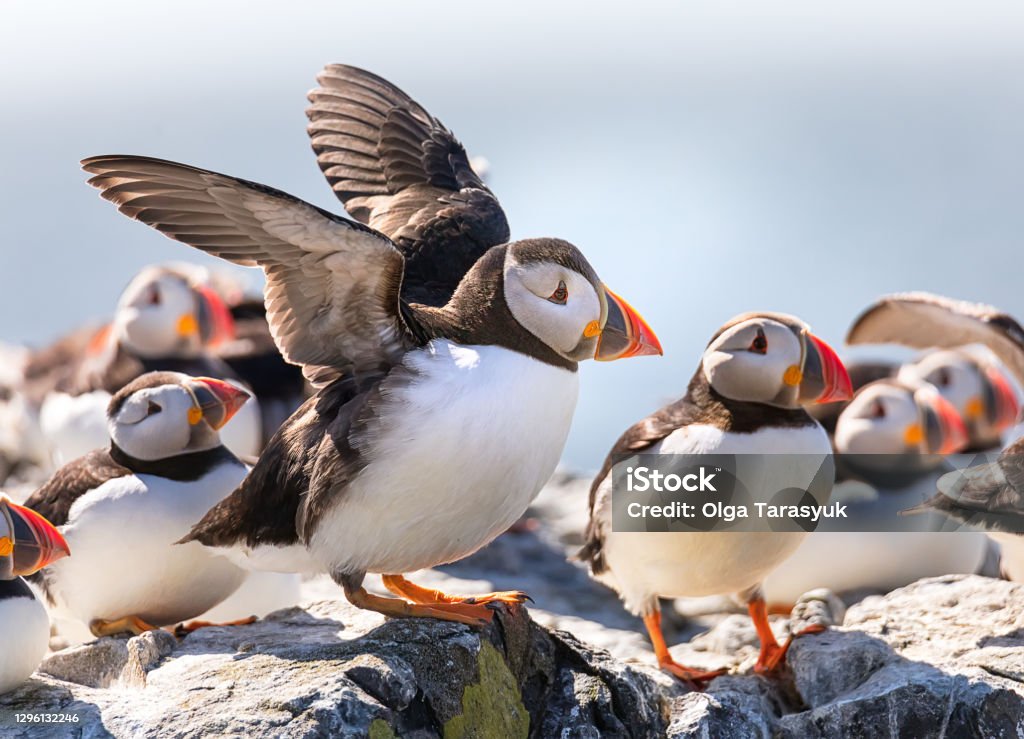 Funny puffin is drying his wings on a cliff of the Farne Islands in North Sea, Northumberland, UK Puffin Stock Photo