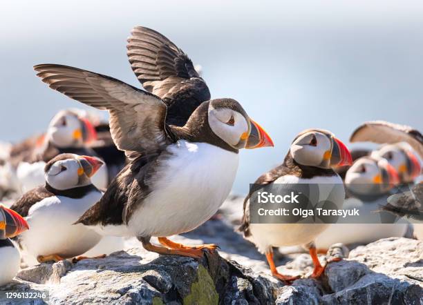 Funny Puffin Is Drying His Wings On A Cliff Of The Farne Islands In North Sea Northumberland Uk Stock Photo - Download Image Now