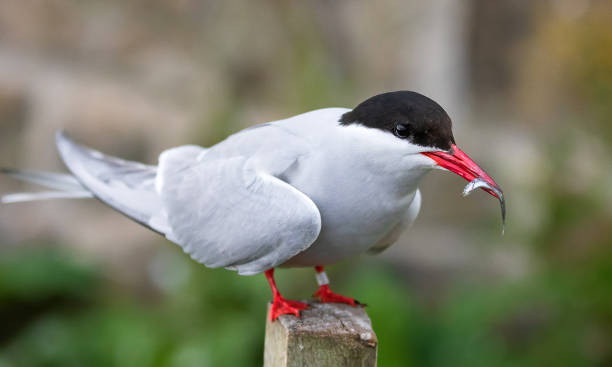 자연 서식지에서 작은 물고기와 북극 tern. 파른 제도, 노섬벌랜드 잉글랜드, 북해. - tern bird arctic tern nature 뉴스 사진 이미지