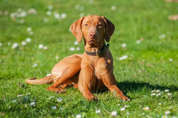 Close-up portrait of vizsla dog in natural environment. Springtime, sunny day. Dog is wearing a collar