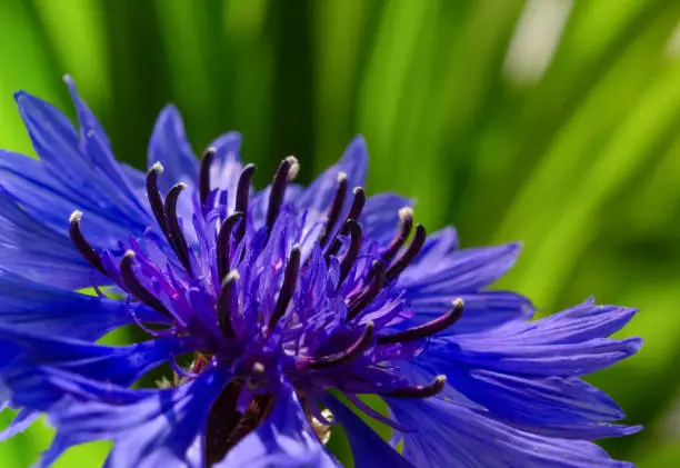 Macro of a blue-flower on a green background