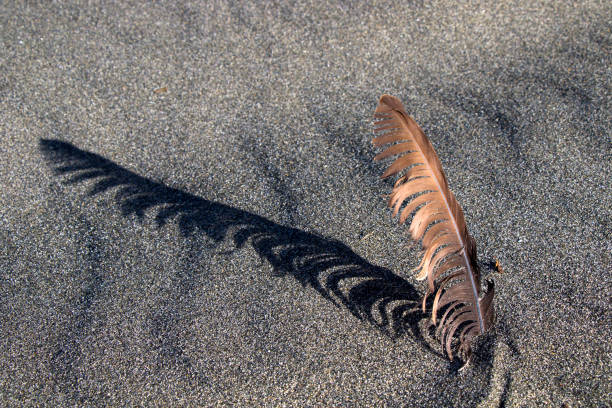 Brown seagull feather on the sandy beach and sunlight, dark shadow