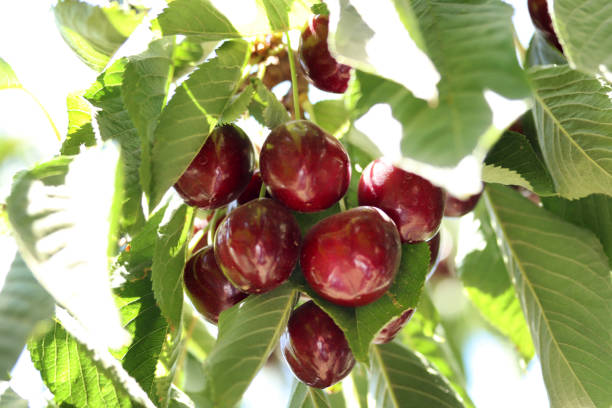 istock Cherry branch. Red ripe berries on the cherry tree. 1296137552