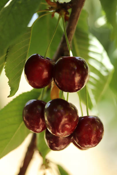 istock Cherry branch. Red ripe berries on the cherry tree. 1296137554
