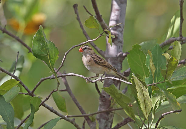 istock Exclamatory Paradise-whydah 1296140278