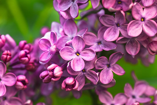 Lavender bloom in the summer garden