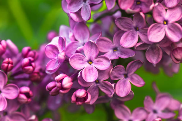 4,210 Purple Jasmine Flower Stock Photos, Pictures & Royalty-Free Images -  iStock