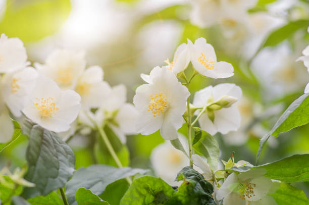 istock beautiful jasmine flowers 1296140441