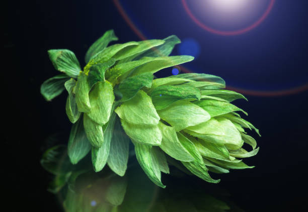 istock Green hop cones on a dark background 1296140485