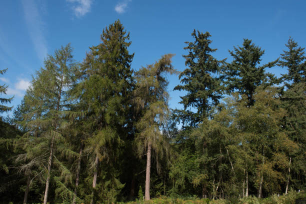 crecimiento de la primavera en árboles de alerce europeos caducifolios (larix decidua) creciendo en un bosque en rural devon, inglaterra, reino unido - european larch fotografías e imágenes de stock