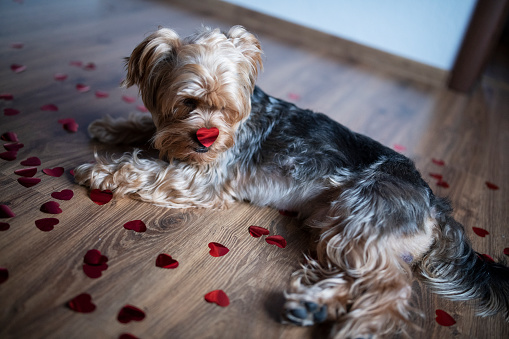 dog with red hearts at home.