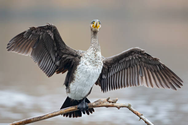 istock A great cormorant (Phalacrocorax carbo) drying its wings after a swim at a lake. 1296141762