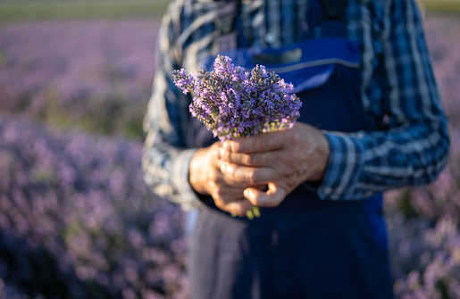 Unrecognizable farmer holding bouquet with lavender plants in field.