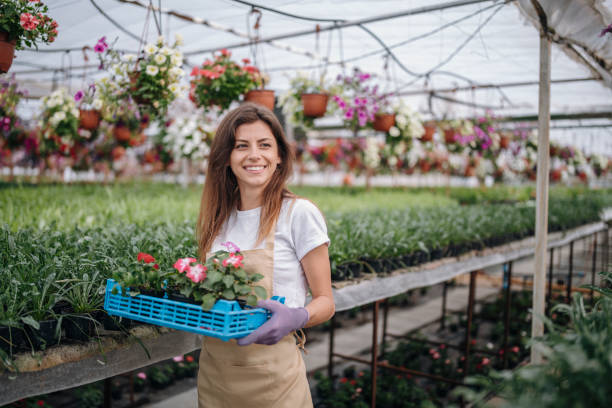 istock Happy gardener working in greenhouse. 1296141861
