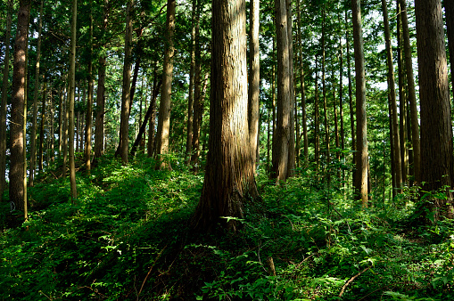 Mt.Mitake (Okutama, Tokyo 2020 Summer)