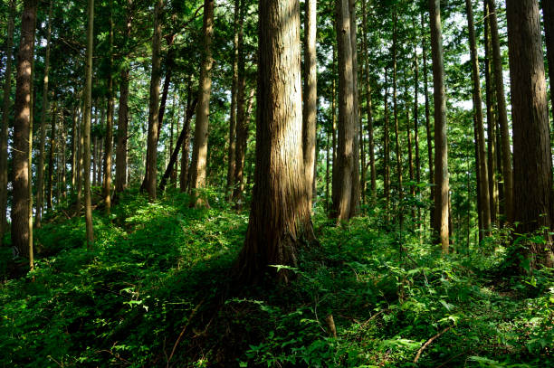 Mt.Mitake (Okutama, Tokyo 2020 Summer) Mt.Mitake (Okutama, Tokyo 2020 Summer) forest bathing photos stock pictures, royalty-free photos & images