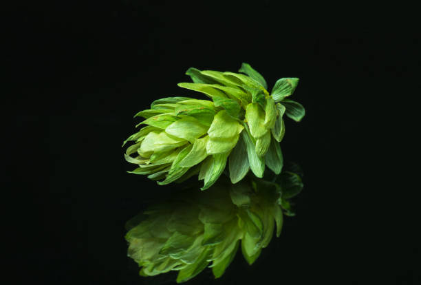 istock Green hop cones on a dark background 1296142112