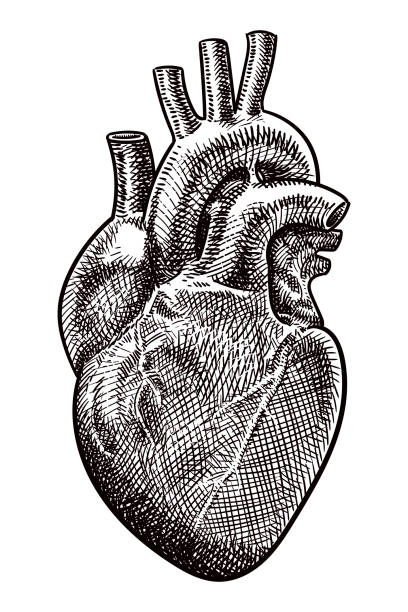 Vector drawing of a heart Old style illustration of a heart muscle black and white heart stock illustrations