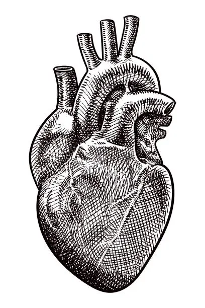 Vector illustration of Vector drawing of a heart