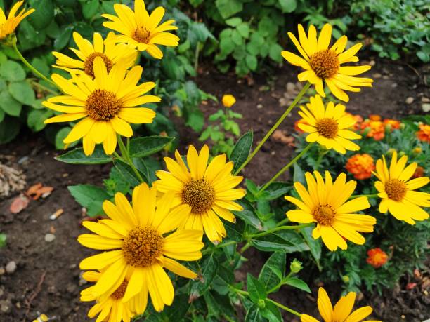 istock Yellow chrysanthemum in the garden close-up 1296142824
