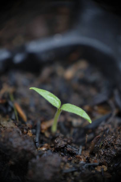 istock Seedlings of eggplant in a pot. 1296143098