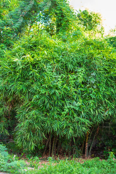 istock Bamboo trees in the green natural forest with sunlight 1296143636