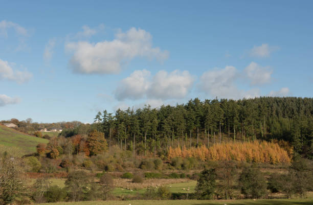 couleur d’automne sur les mélèzes à feuilles caduques (larix decidua) dans une forêt de sapins de douflas (pseudotsuga manziesii) dans la campagne rurale du devon, angleterre, royaume-uni - noble fir photos et images de collection