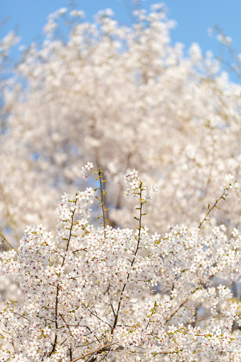 Cherry blossoms in spring