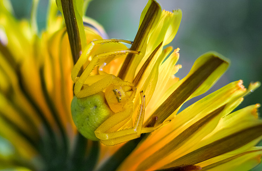 dandelion flower spider, Misumena vatia