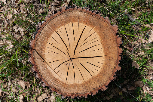 Tree rings are counted to determine the age of a tree, each combination of one light and one dark ring per year.