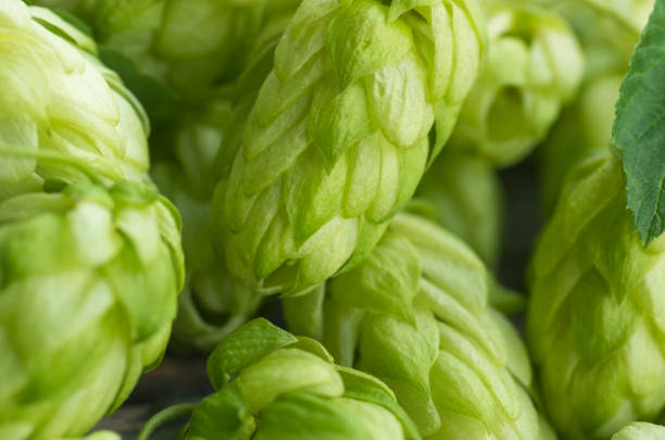 istock Cones Green ripe hops, close, background 1296145947