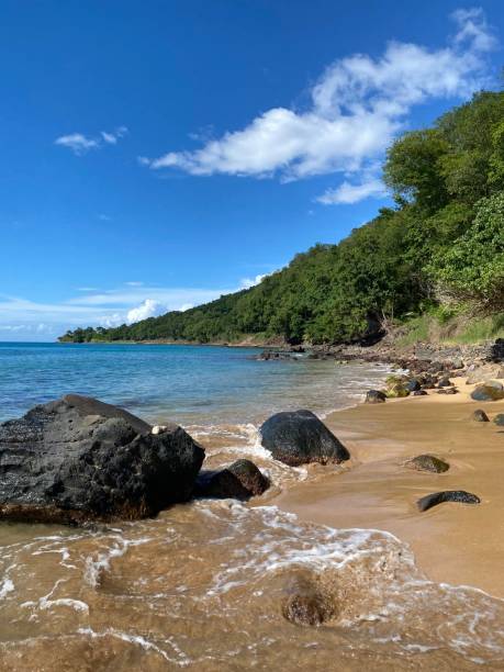 istock The tropical beach in Guadeloupe 1296145992