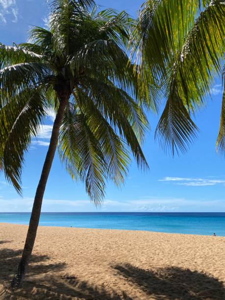 istock The tropical beach in Guadeloupe 1296145994