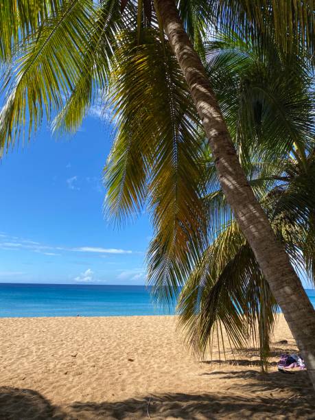 istock The tropical beach in Guadeloupe 1296145997