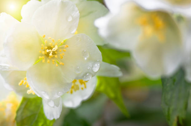 istock beautiful jasmine flowers 1296146130