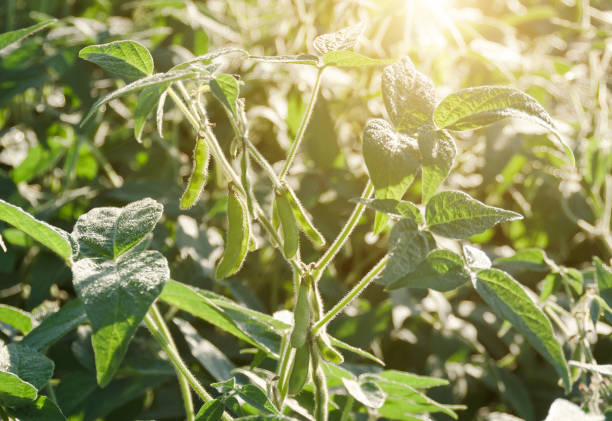 istock Green soybean pods closeup agricultural background 1296146217