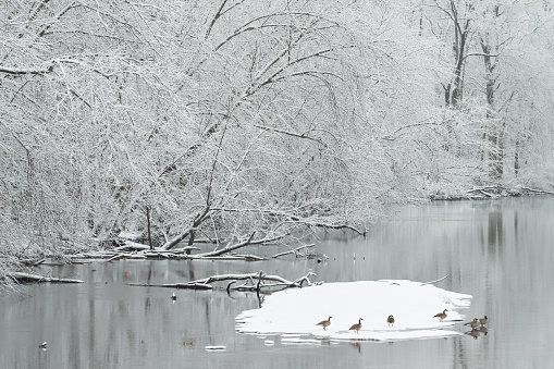 Winter landscape of the snow flocked shoreline of the Kalamazoo River with geese perched on ice island,  Michigan, USA