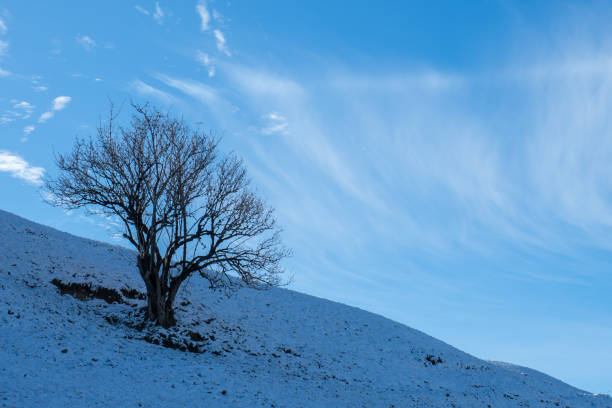 istock A beautiful tree on a meadow covered with snow in autumn 1296149134