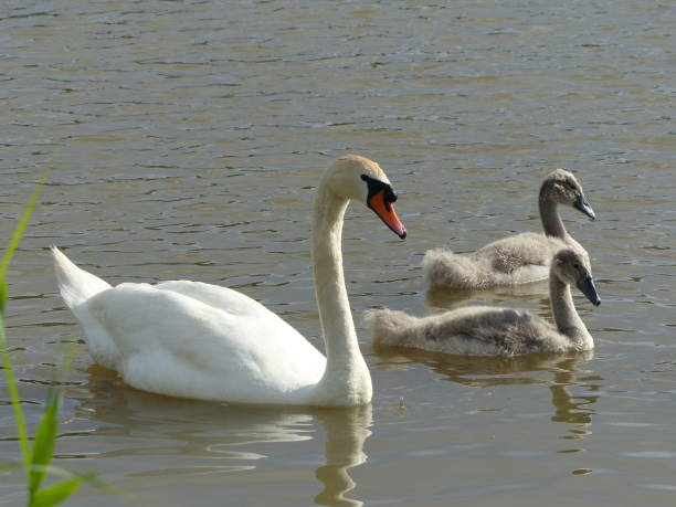 istock Swan mother swims with 2 chicks 1296150793