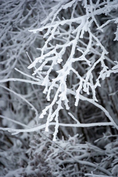 istock Selected macro view of the plants in the snow 1296150903